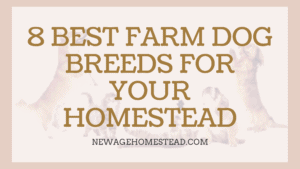 Best Farm Breed Dogs for Homestead