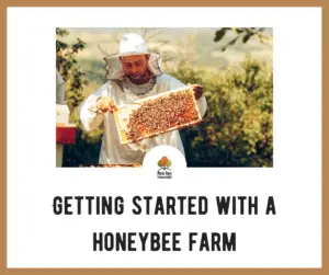 Getting Started with a Honey Bee Farm on a Homestead