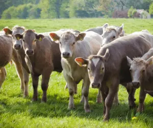 Homestead Livestock