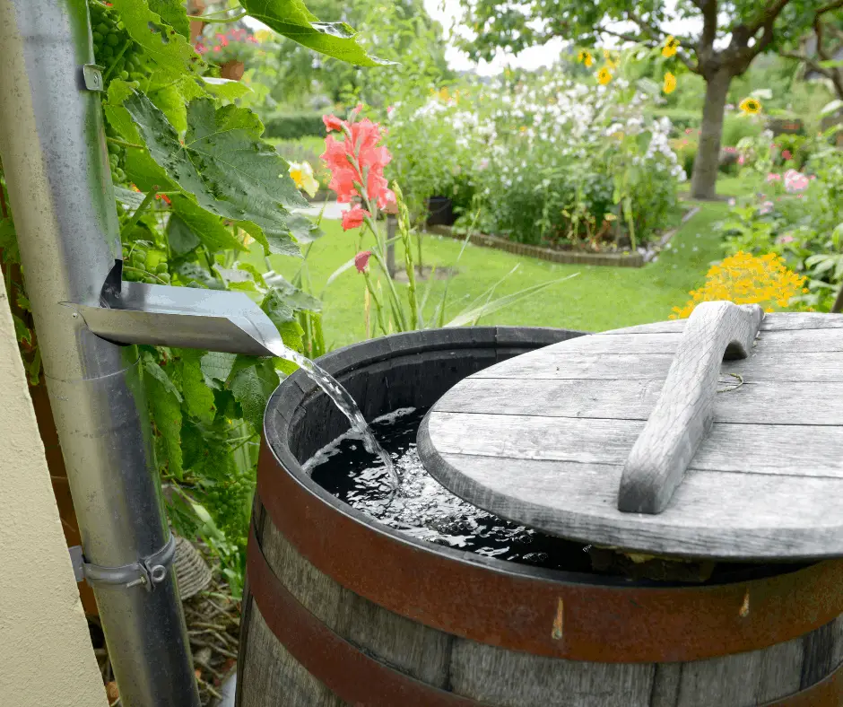 Best Rainwater Collection Systems for your Homestead: Complete Setup ...