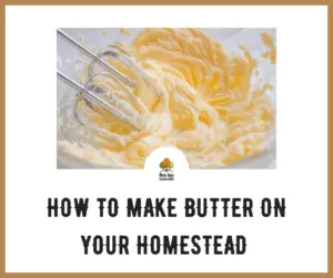 How to make butter on your homestead