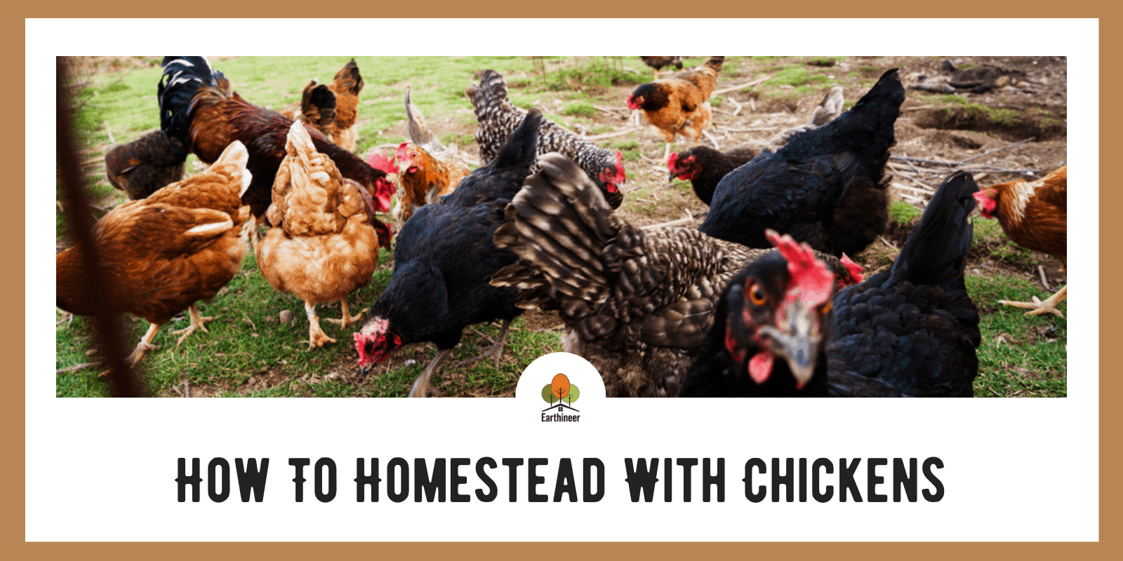 How To Homestead With Chickens 5 Ways Faqs Homesteading Info