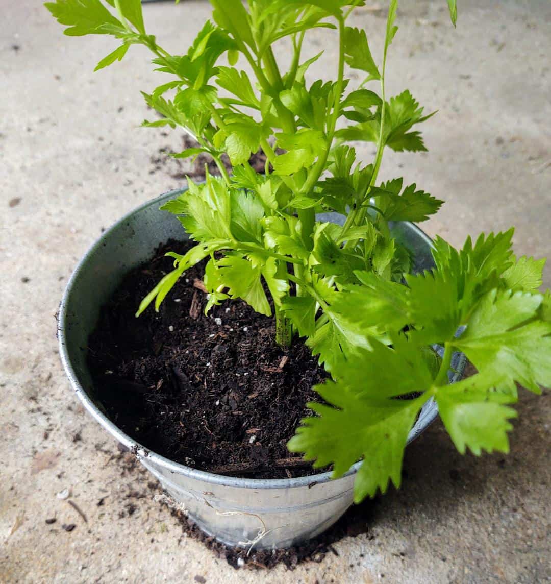 Growing Celery from a Cutting, a Quick Guide Earthineer
